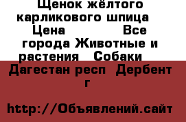 Щенок жёлтого карликового шпица  › Цена ­ 50 000 - Все города Животные и растения » Собаки   . Дагестан респ.,Дербент г.